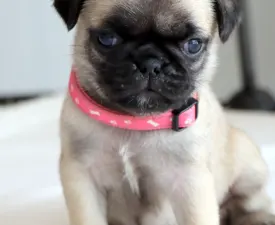 Mona - Pug Puppy for sale