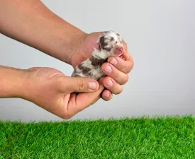 Chocolatta - Chihuahua Angebotener Welpe