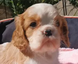 Hanga - Cavalier King Charles spániel eladó kiskutya