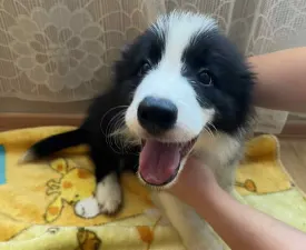 Dazzling Borders Alexander The Moonlight Dancer  - Border Collie Puppy for sale