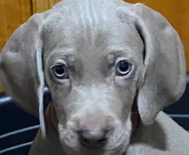 Best Hunter World Ferdinánd - Braque de Weimar Chiot à vendre