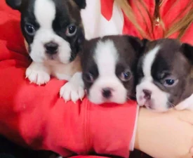 Carlos - Boston Terrier Puppy for sale