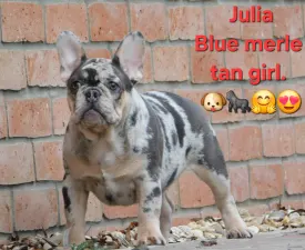Julia - French Bulldog Puppy for sale