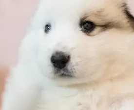 Bella - Pyrenean Mountain Dog Puppy for sale