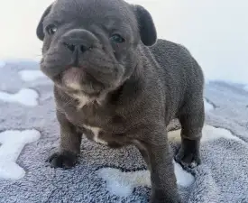 Edward - French Bulldog Puppy for sale