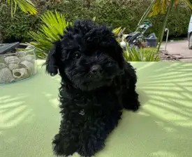 Super Black - Maltipoo eladó kiskutya