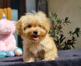 Barack - Maltipoo Angebotener Welpe