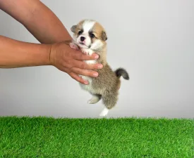 Apoll - Welsh Corgi Pembroke Angebotener Welpe