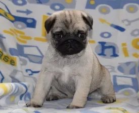 Gina  - Pug Puppy for sale