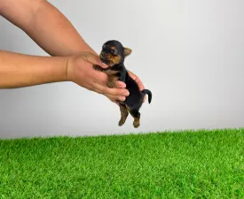 Juniper - Йоркширский терьер Щенок на продажу