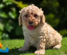 Max - Cavapoo eladó kiskutya
