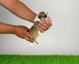 Dazzler - Welsh Corgi Pembroke Chiot à vendre