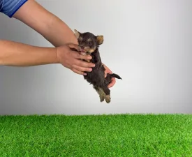 Melac - Yorkshire Terrier Angebotener Welpe