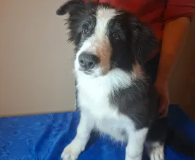 Dazzling Borders Brilliant Dream - Border Collie Angebotener Welpe