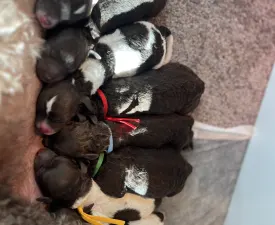 Curly Stars Of Dreams Flow - Lagotto Romagnolo Cățeluș de vânzare