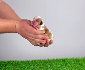 Hestia  - Кавалер кинг-чарльз-спаниель Щенок на продажу