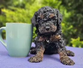 Tucker - Poodle Toy Puppy for sale