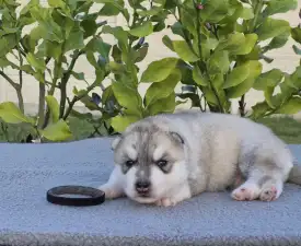 Black Boy - Siberian Husky Puppy for sale