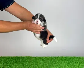 Franjo - Pembroke Welsh Corgi eladó kiskutya