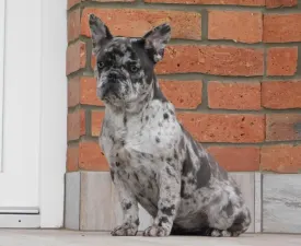 Eliza  - French Bulldog Puppy for sale
