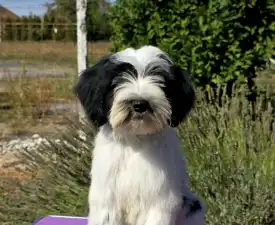 Lupin - Tibeti terrier eladó kiskutya
