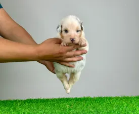 Larion - Australian Shepherd Puppy for sale