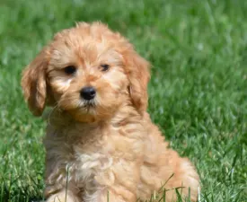Rasmus - Goldendoodle eladó kiskutya