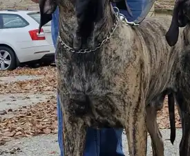 (thor)   Hektor De Oro Puro - Fila Brasileiro Cucciolo in vendita