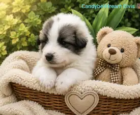 Candybelldream Elvis - Pyrenejský horský pes Štěně na prodej
