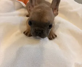 Baby Boy - Französische Bulldogge Angebotener Welpe