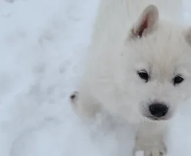 Rubin Of Polar Moonlights - Siberian Husky Puppy for sale