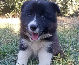 Border Dreamworld Grag - Border Collie Cucciolo in vendita