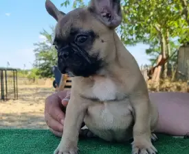 Hank - French Bulldog Puppy for sale