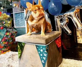 Mokka - French Bulldog Puppy for sale