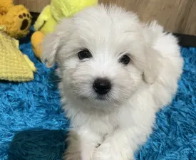 Monroe - Coton de Tulear eladó kiskutya