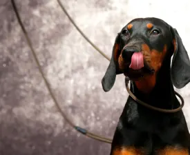 Csipőke - Dobermann eladó kiskutya