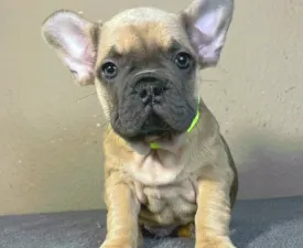 Caroline - French Bulldog Puppy for sale