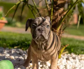 Brúnó - Francia bulldog eladó kiskutya