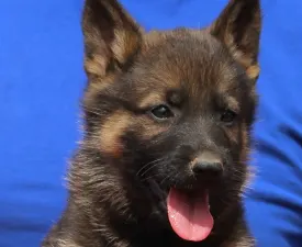 Taous - German Shepherd Dog Puppy for sale