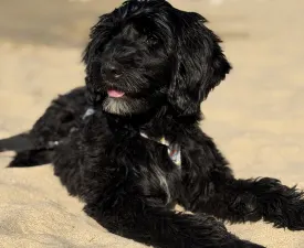 Bailey - Portugál vízikutya eladó kiskutya