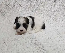 Maggie - Bichon havanais Chiot à vendre
