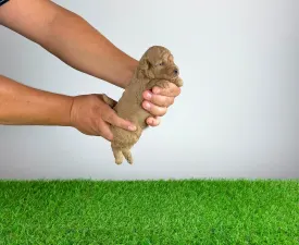 Bunny - Pudeli de jucarie si pitici Cățeluș de vânzare