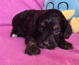 Ginger - Cavapoo Štěně na prodej