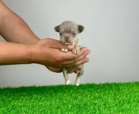 Qually - Chihuahua Chiot à vendre