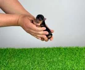 Verdi - Yorkshire Terrier Angebotener Welpe