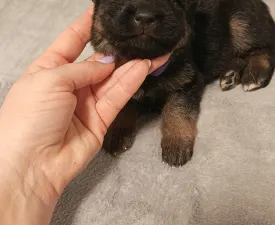 Csereerdei Lüszi - Owczarek niemiecki Szczenię na sprzedaż