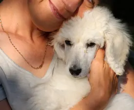 Giant Miracles Dayana Dance Of Wonder! - Poodle Standard Puppy for sale