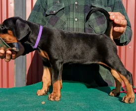 Ida - Доберман Щенок на продажу