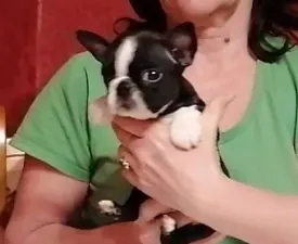 Carter - Boston Terrier Puppy for sale