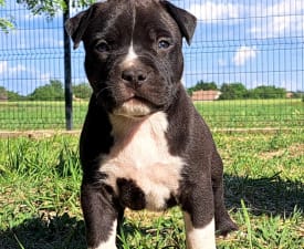 Unique Blood Evigt - Amerikai staffordshire terrier eladó kiskutya